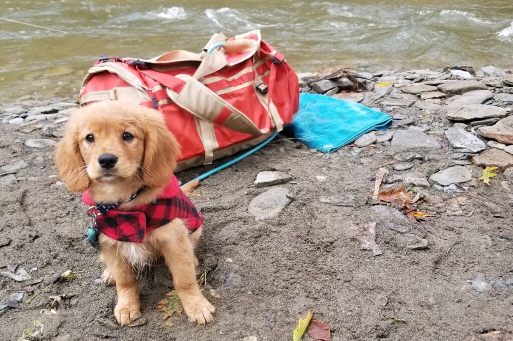 golden cavalier puppy on a hike