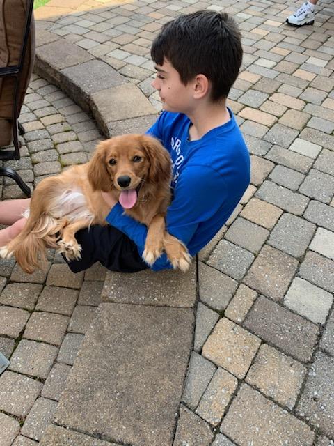 golden cavalier puppy Cali golden cavalier puppy Cali