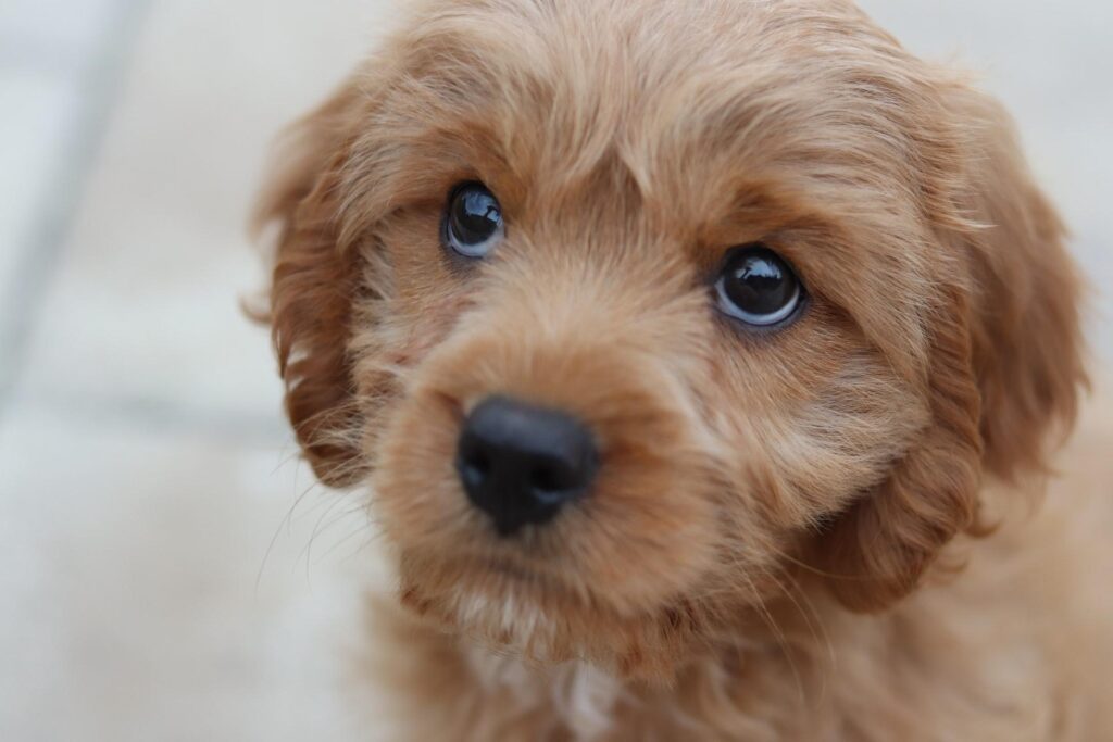 golden cavalier puppy obedience training