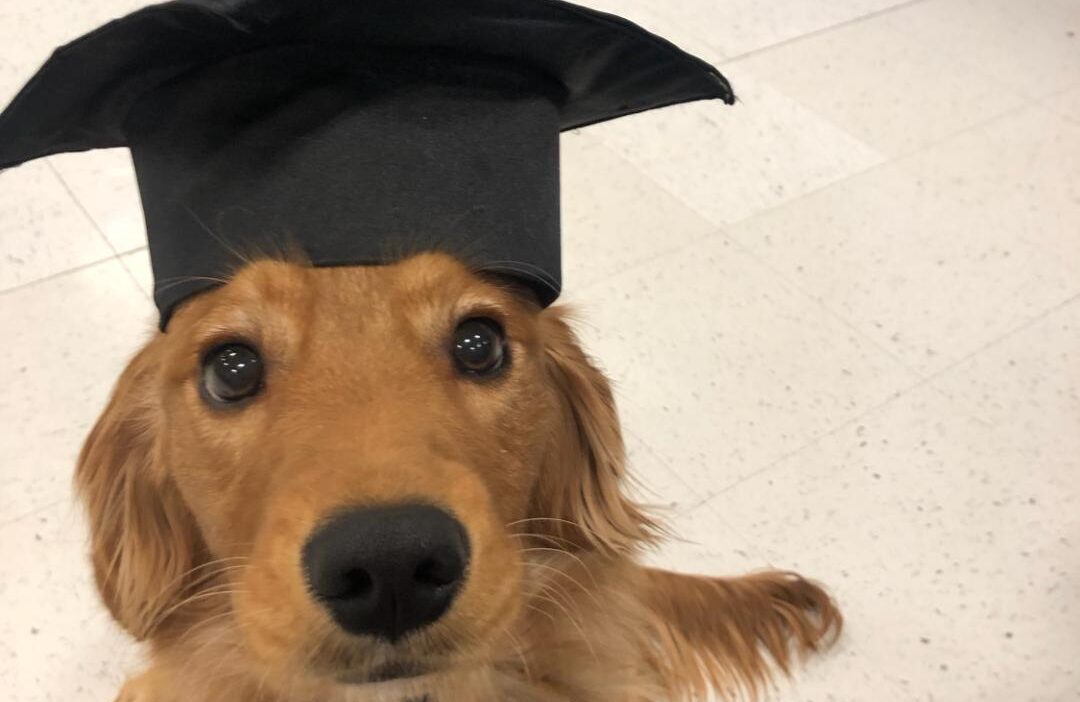 teaching a puppy how to play