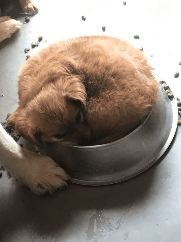 Let sleeping dogs lie - Dog sleeping positions