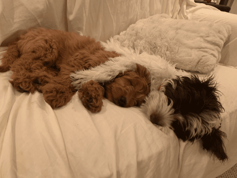 The Side Sleeper - dog sleeping positions