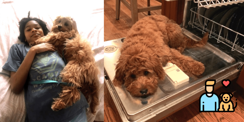 Growing with a Golden Cavadoodle