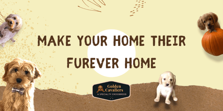 Make Your Home Their FurEver Home - Golden Cavaliers