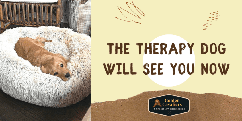 THE THERAPY DOG WILL SEE YOU NOW