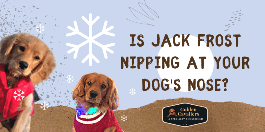 Is Jack Frost Nipping At Your Dog's Nose