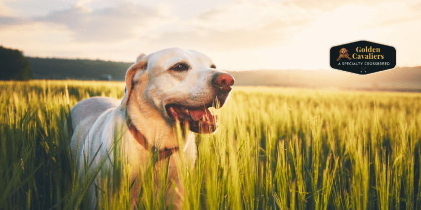 Golden Cavaliers - 5 Creative Ways To Spend Summer With Your Dog