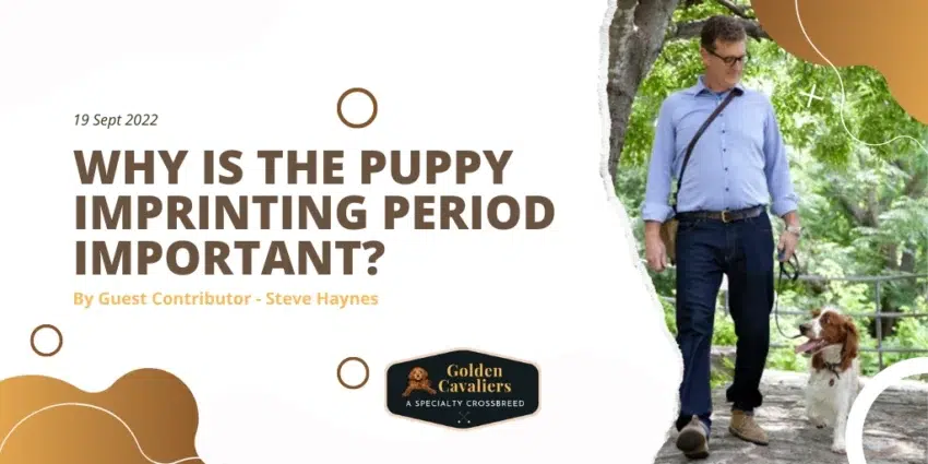 Why is the puppy imprinting period important?