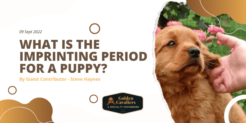 What is the Imprinting Period for a Puppy
