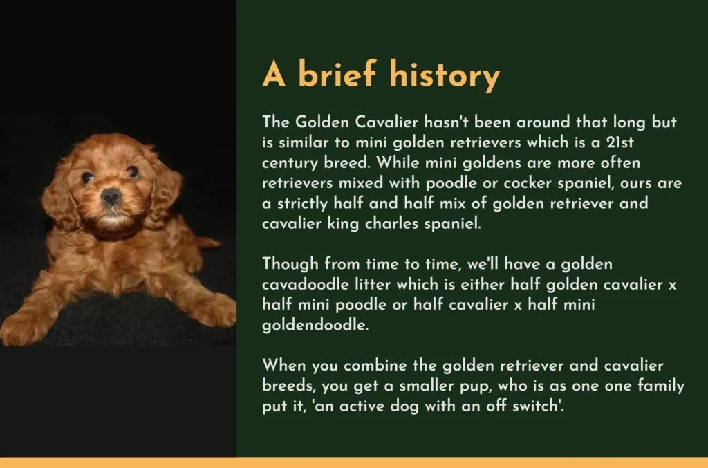 Golden Cavalier History