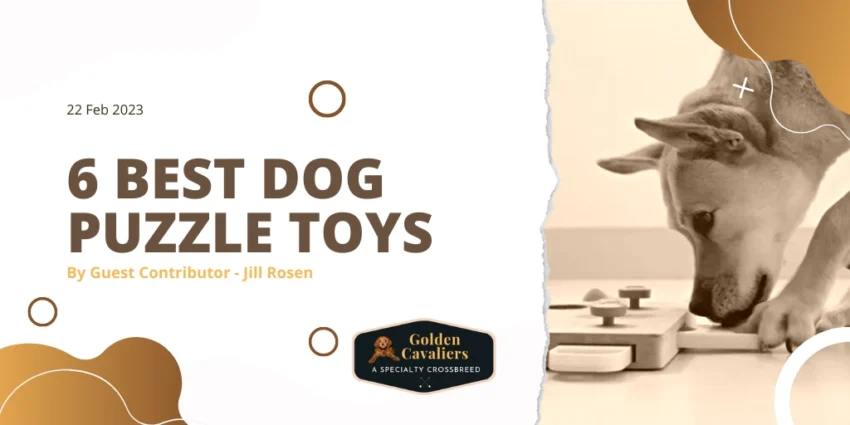 6 Best Dog Puzzle Toys - Jill Rosen