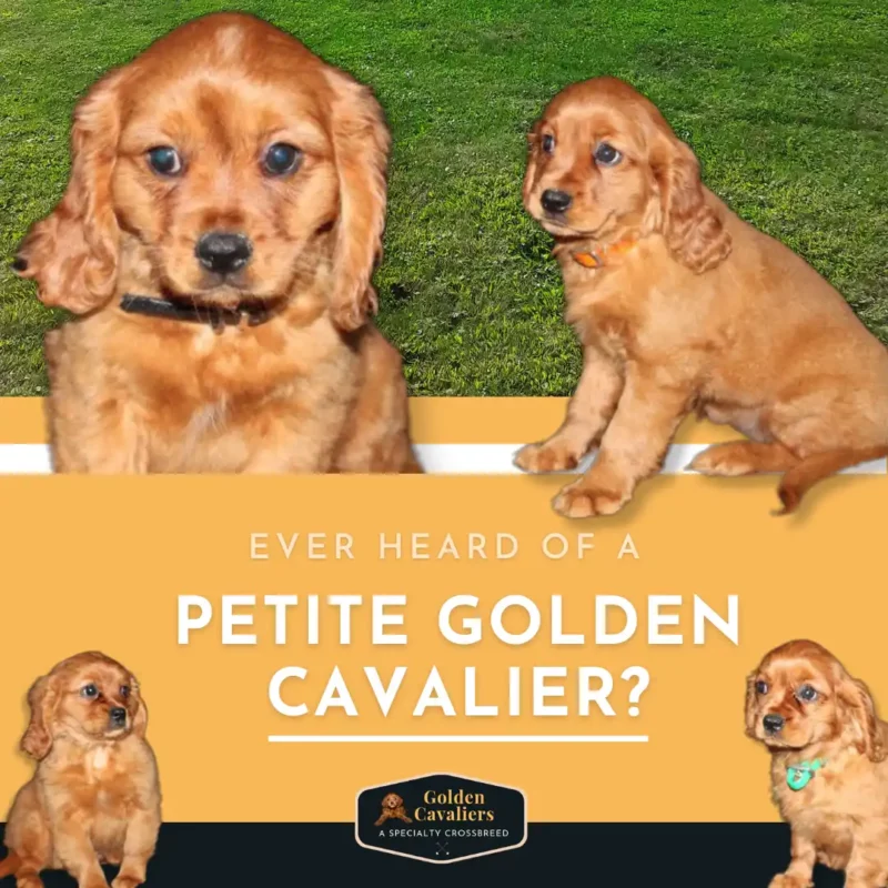Petite Golden Cavalier