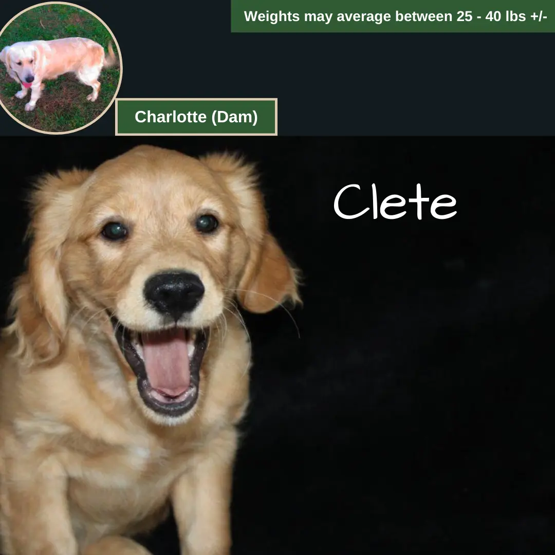 Clete