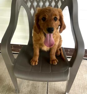 Picture of Aldo