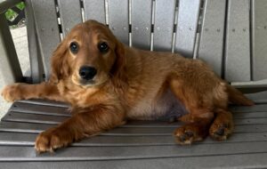 Picture of Aspen