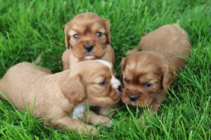 Picture of Tallie's Boys