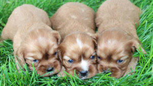 Picture of Tallie's Boys