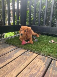 Picture of Aspen
