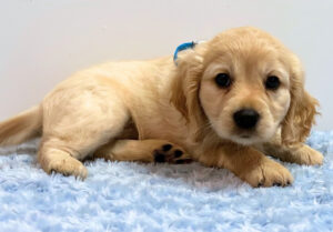 Picture of CLIFFORD