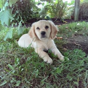 Picture of clifford