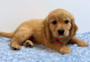 Picture of COLSON