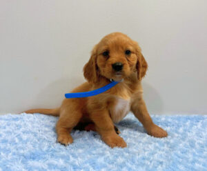 Picture of kenzo