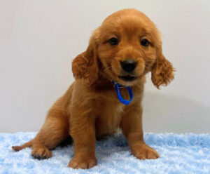Picture of kody