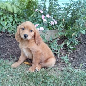 Picture of kody