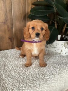 Picture of darcy