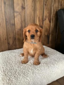 Picture of Dexter