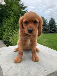 Picture of Dexter