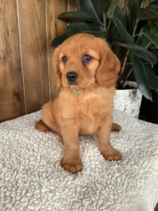 Picture of dolly