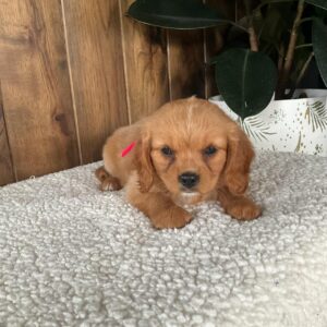 Picture of Dottie