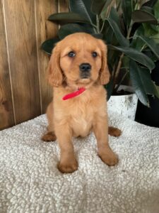 Picture of duchess