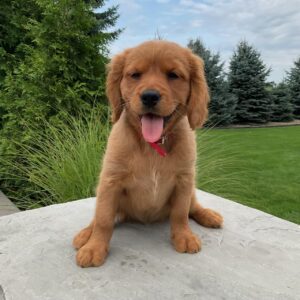 Picture of duchess