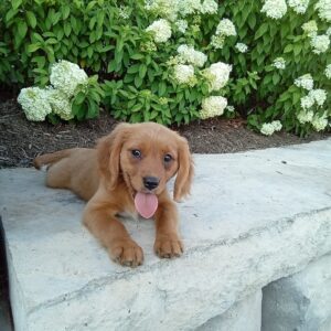 Picture of kenzo