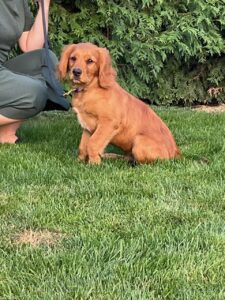 Picture of Dexter